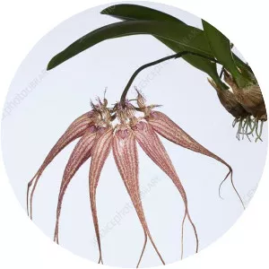 Bulbophyllum
