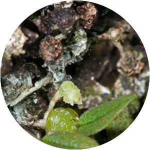 Bulbophyllum pygmaeum - Plants