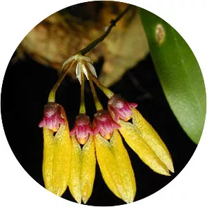 Bulbophyllum retusiusculum