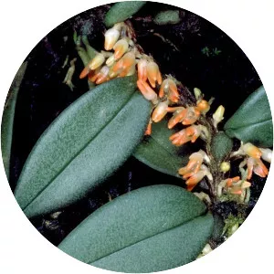 Bulbophyllum schillerianum