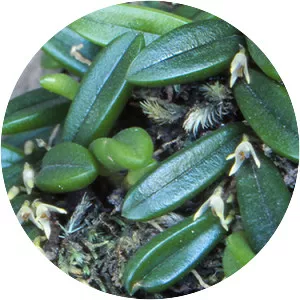 Bulbophyllum shepherdii