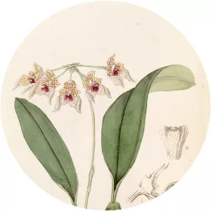 Bulbophyllum umbellatum