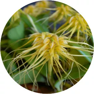 Bulbophyllum vaginatum