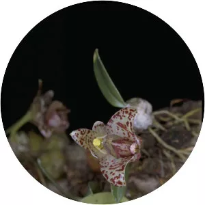 Bulbophyllum weinthalii