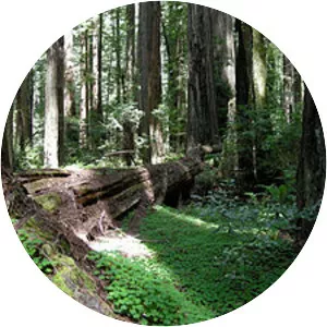 Bull Creek - River in California