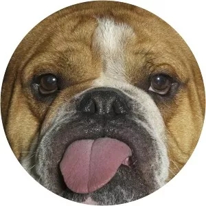 Bull Dogg - Musical artist