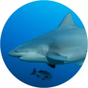 Bull shark