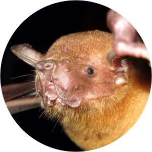 Bulldog bat - Animal