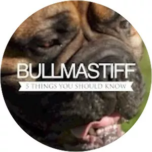 Bullmastiff
