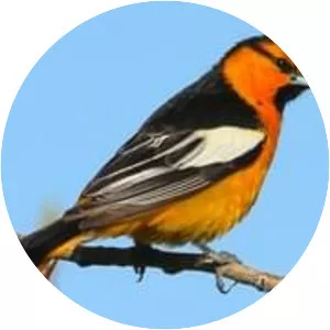 Bullock's oriole