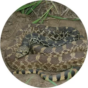 Bullsnake