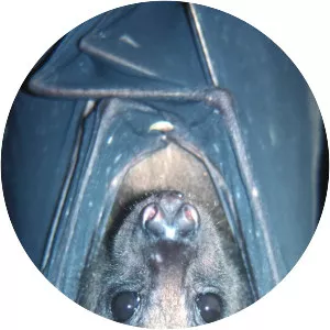 Bulmer's fruit bat - Animal