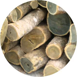 Bulnesia sarmientoi - Plants