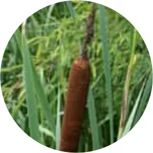Bulrush