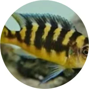 Bumblebee cichlid