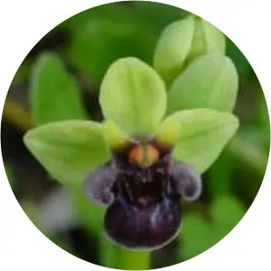 Bumblebee orchid