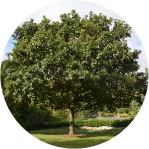 Bur oak - Plants
