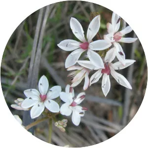 Burchardia umbellata