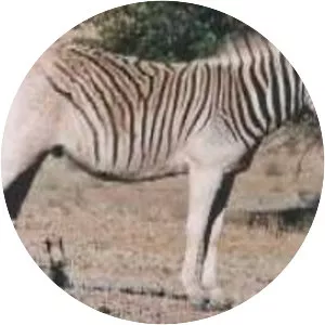 Burchell's zebra