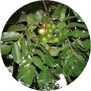 Burdekin plum