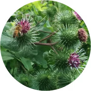 Burdock
