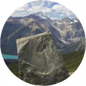 Burgess Shale