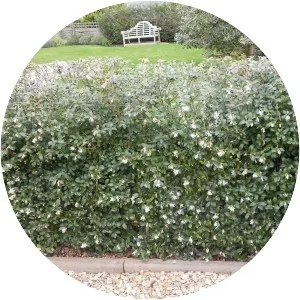 Burkwood osmanthus - Plants