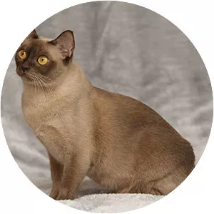 Burmese cat