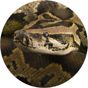 Burmese python - Snakes