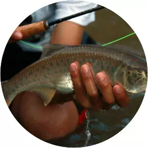 Burmese trout