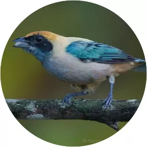 Burnished-buff tanager