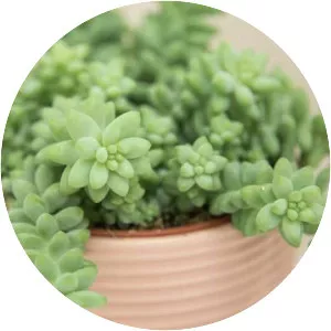 Burro's-tail - Plants