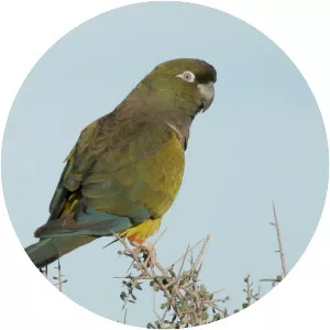 Burrowing parrot