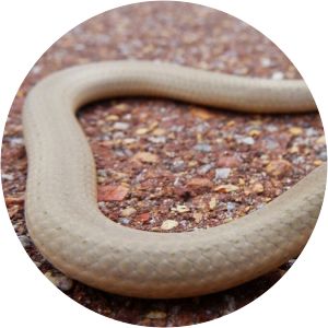 Burton's legless lizard