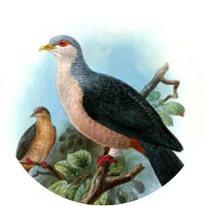 Buru mountain pigeon