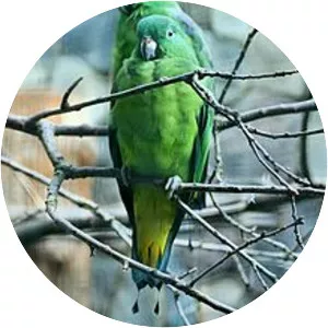 Buru racket-tail - Birds
