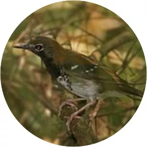 Buru thrush