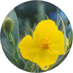 Bush poppy - Plants