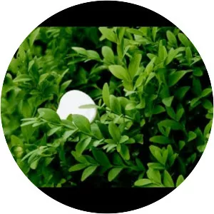 Bushes and Marshmallows - Album by Daniel Rosenfeld