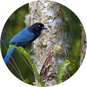 Bushy-crested jay