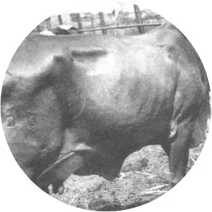 Butana and Kenana cattle - Zebu cattle breed