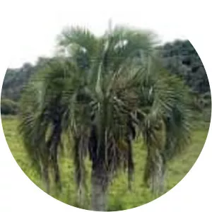 Butia eriospatha