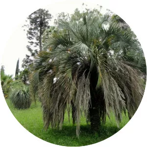 Butia
