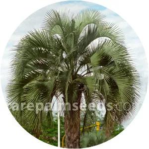 Butia yatay - Plants