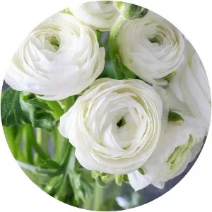 Buttercup The Princess Bride