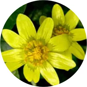 Buttercups - Plants