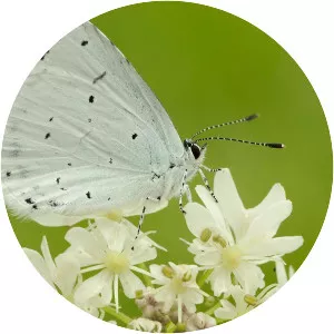 Butterfly photograph