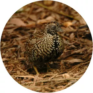Buttonquail
