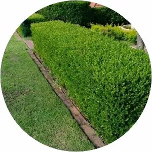 Buxus microphylla - Plants
