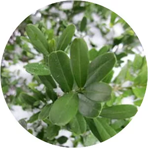 Buxus sinica var. parvifolia